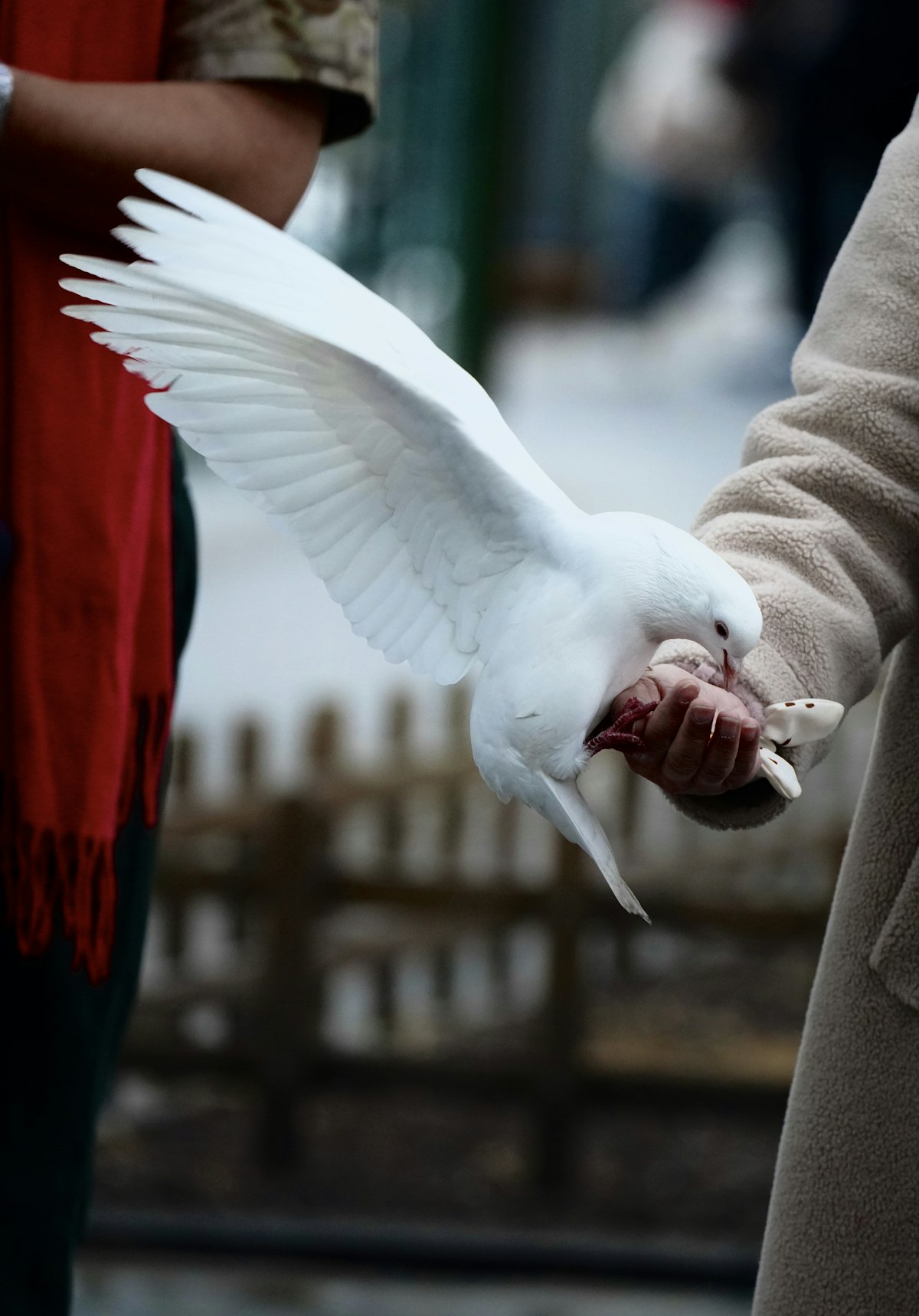 The Oakville Avian Care founder caring for a rescued parrot